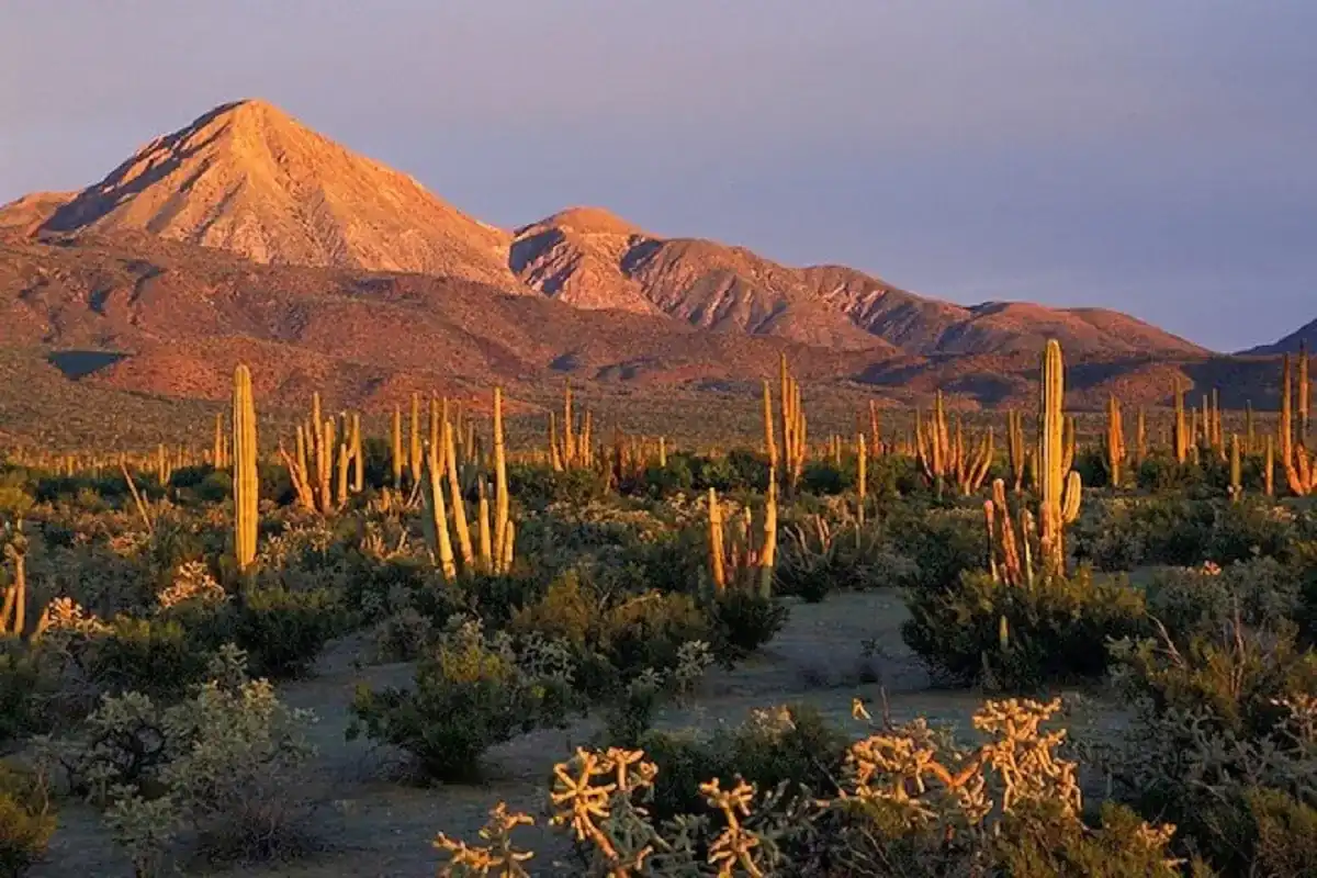 deserto-del-vizcaino